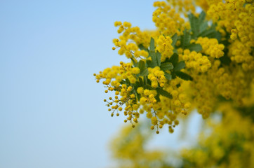 blooming mimosa against blue sky,Acacia baileyana