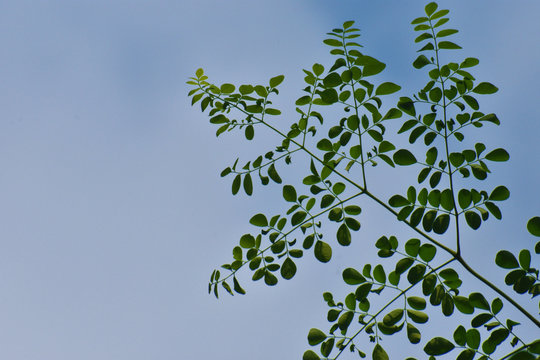 Moringo Tree Leaves picture with sky background.