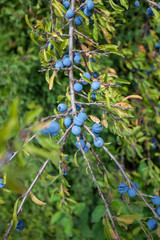 Schlehen am Strauch blaue Beeren zum aufsetzen mit Alkohol