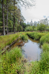 Fototapeta na wymiar Wasserpfütze im Wald Waldweg mit Regenwasser gesammelt