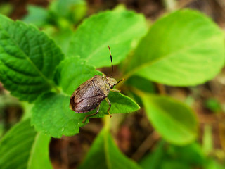 bug on a leaf