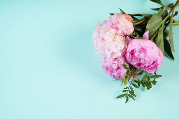 Pink peony flowers on a blue background with a mine space. Top view. Flatley.