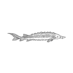 Sturgeon Hand Drawn Vector Illustration. Abstract Beluga Fish Sketch. Engraving Style Drawing.