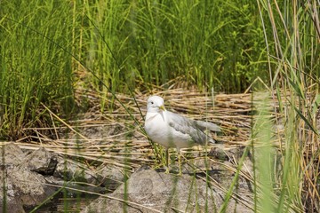 Beautiful view on a gull on big rock sorrounded with green lake grass. Beautiful nature backgrounds.