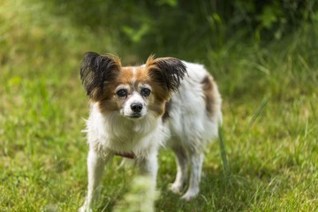 Close up macro view of cute white brown dog on green grass background.