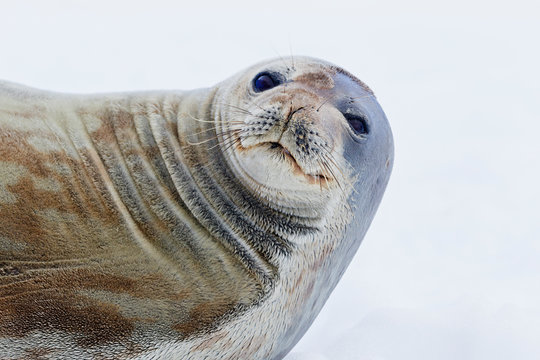 South Atlantic Ocean, Antarctica, Antarctic Peninsula, Gerlache Strait, Neko Harbor, Weddell seal, close up