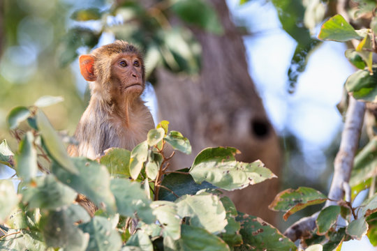India, Uttarakhand, Rhesus Macaque at Jim Corbett National Park
