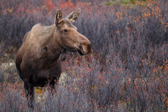 USA, Alaska, Cow moose standing in autumn at Denali National Park