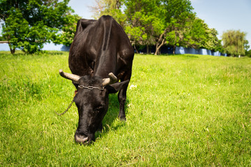 Picture of a black cow in the meadow