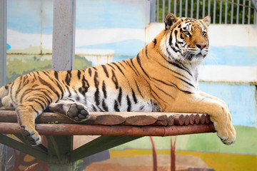 big beautiful siberian tiger lying on wooden platform