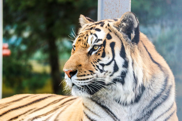 lying big beautiful siberian tiger close up