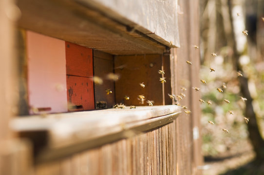 Honeybee hives Apis mellifera