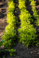 Organic fresh parsley growing in garden farm pattern background.