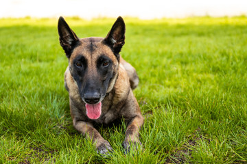 Belgian shepherd dog lies on the grass and rests on a summer day. Training and training concept