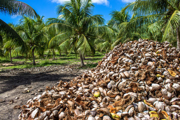 coconut field coconuts tree and dry coconut in Bahia state, northeast of Brazil