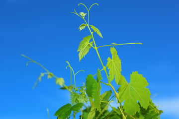 Feuilles de vigne sur ciel bleu jeunes pousses tiges plan rapproché