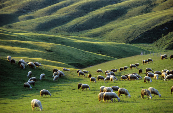 Italy, Tuscany, near Asciano, sheep in meadow