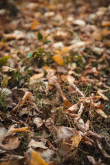 Close-up of autumn leafs background. Season specific. .