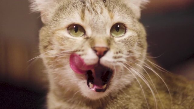 The tabby cat licks its face and fur. Pet. Close-up. Personal care
