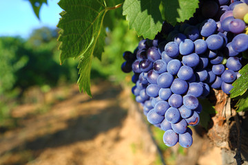 Grappe de raisin noir mûr bokeh vendanges vin