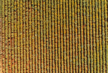 Aerial view ot an Immortelle field near Oklaj in Croatia