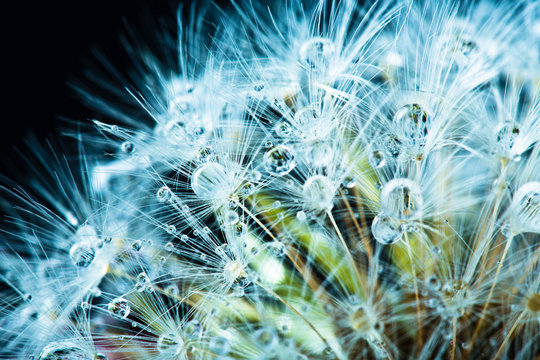 Fototapeta Close up of common dandelion