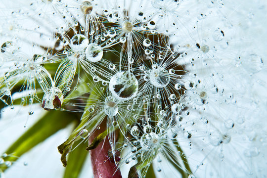 Fototapeta Close up of common dandelion