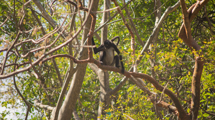 El mono en el árbol