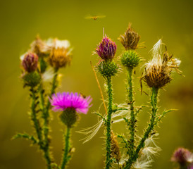 Seeds on thistle flowers.Seeds will soon fly away from the thistle flowers on the summer meadows on the flowers of the frit