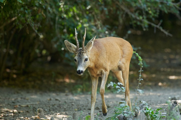 Alert roebuck at the edge of the forest