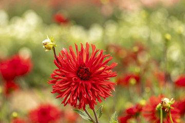 Dahlia rouge en gros plan