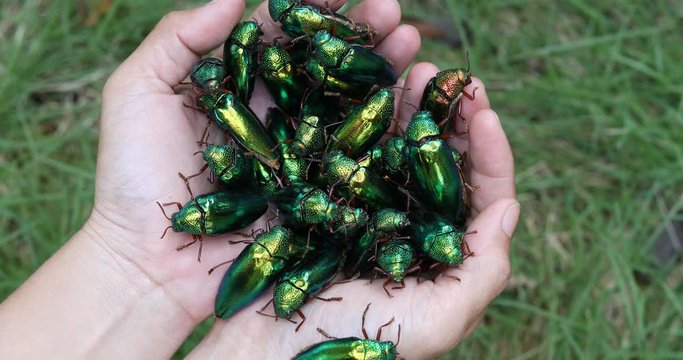 Beautiful Jewel Beetle in the hands of women,(Metallic wood-boring beetle, Buprestid) Insect, concept