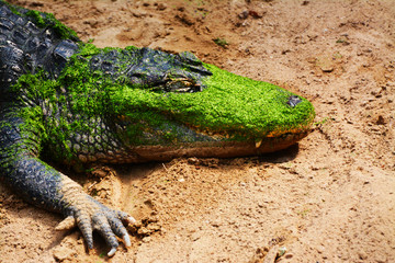 the head of aa alligator in a swamp