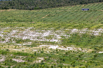 coconut fiels in Bahia state, northestern of Brazil