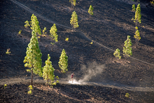 Spain, Canary Islands, Tenerife, Mirador de Chio, Canary Island Pines Pinus canariensis