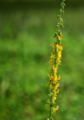 Colorful street flowers.Wild flowers found during hiking.Unknown flower found.
