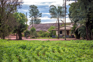 Fototapeta na wymiar A simple farm with a soybean crop in the background in Mato Grosso do Sul in Brazil