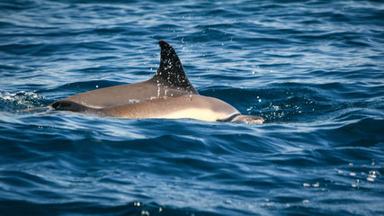 Obraz premium Common dolphins swimming around Algarve, Sagres