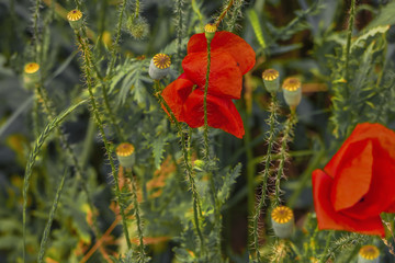 Beautiful red wild poppies. Flowers landscape