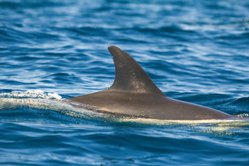 Common dolphins swimming around Algarve, Sagres