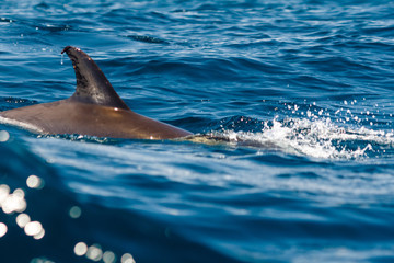 Common dolphins swimming around Algarve, Sagres
