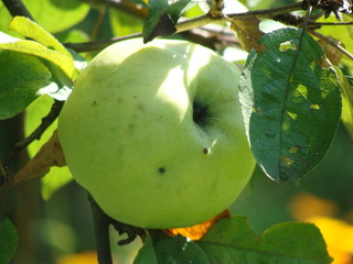 green apple on a tree