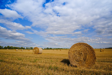 Straw bales on a field on a summer day against a blue sky.