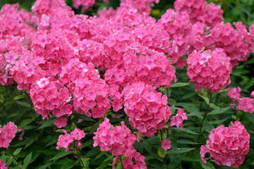 Flowers of pink phlox, summer in the garden.