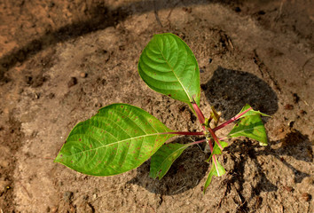 Young sapling seen planted in a large nature reserve during late spring. animals eating the some leaves of the young plant