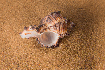 Seashell in the sand on the beach on a white background