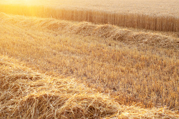 Partly harvested grain field with rows of straw in the light of sunset