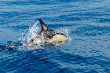 Common dolphins swimming around Algarve, Sagres
