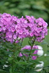 Flowers of lilac flox, summer in the garden.