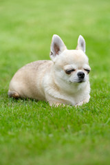 A small chihuahua dog lies on the grass.